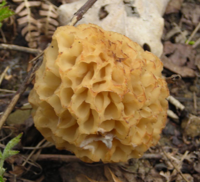 Morchella rotunda?